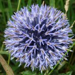 Ježibaba modrá (Echinops bannaticus) ´BLUE GLOW´ - kont. P9